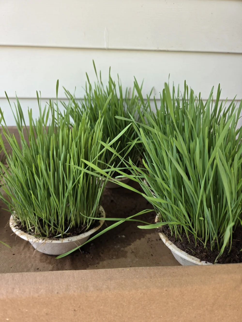 N/A natural green